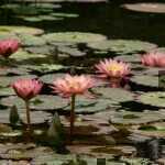 Lilly Pond