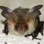 Small bat