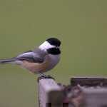76664_4316 Bird Outside
