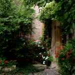 Shaded Garden