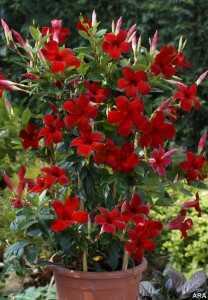 crimson on a trellis