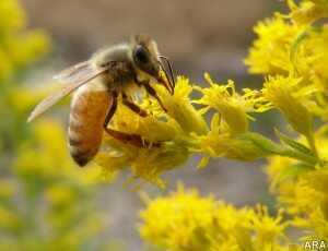 Bees on fire works