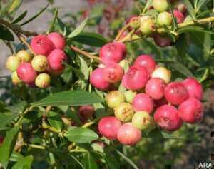 pink blueberries