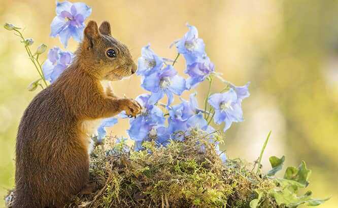 A Squirrel eating in a garden.