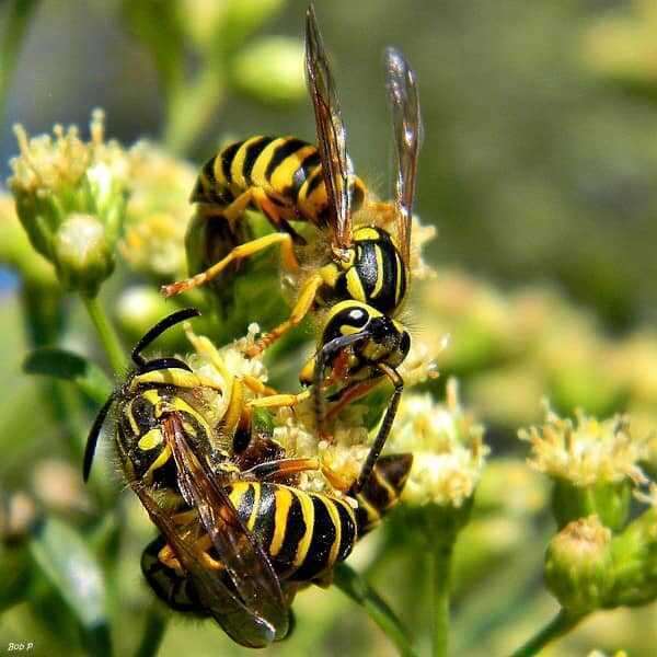 Three Southern Yellowjackets