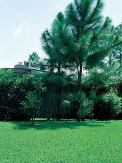 green garden