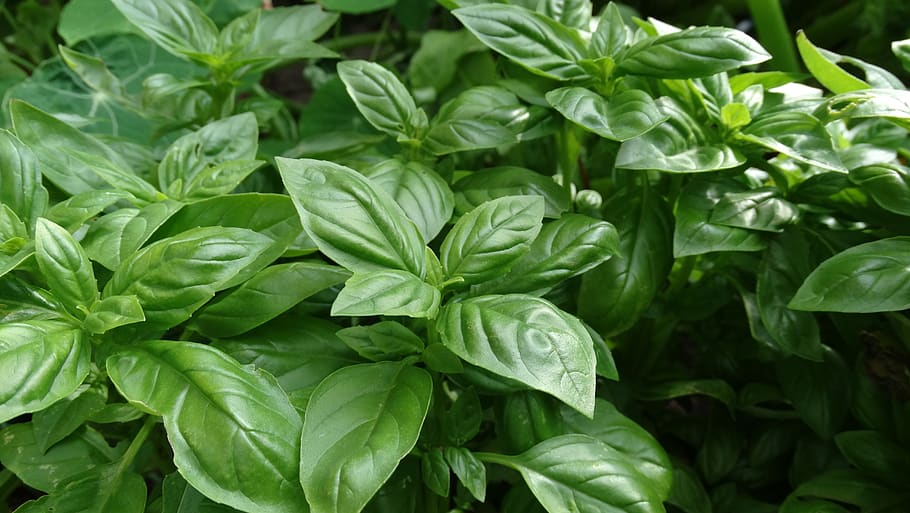 Flowering Basil