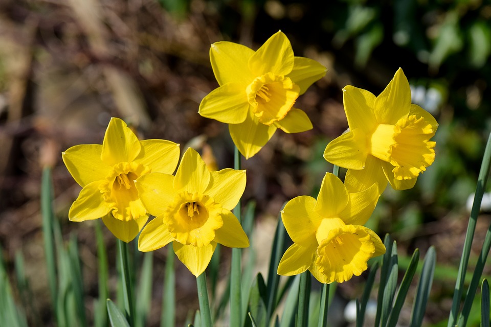 Flowers in Spring