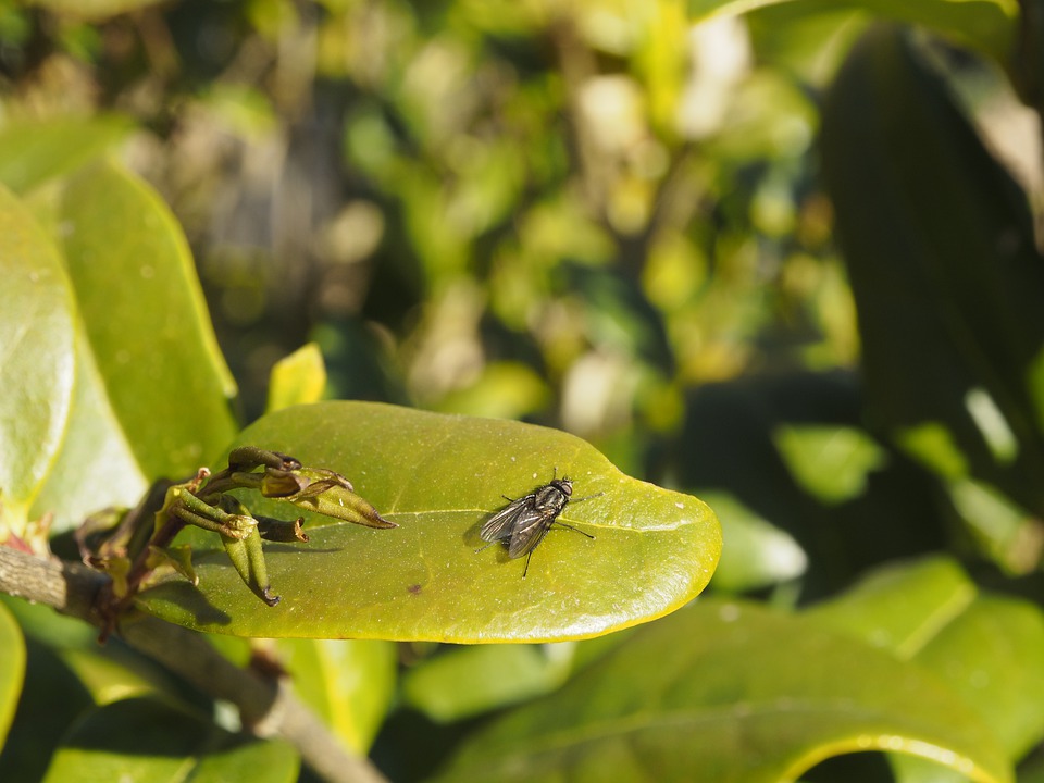 Garden Insects