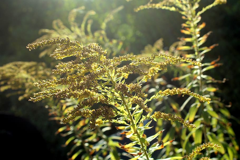 Grow Perfect Herb Garden