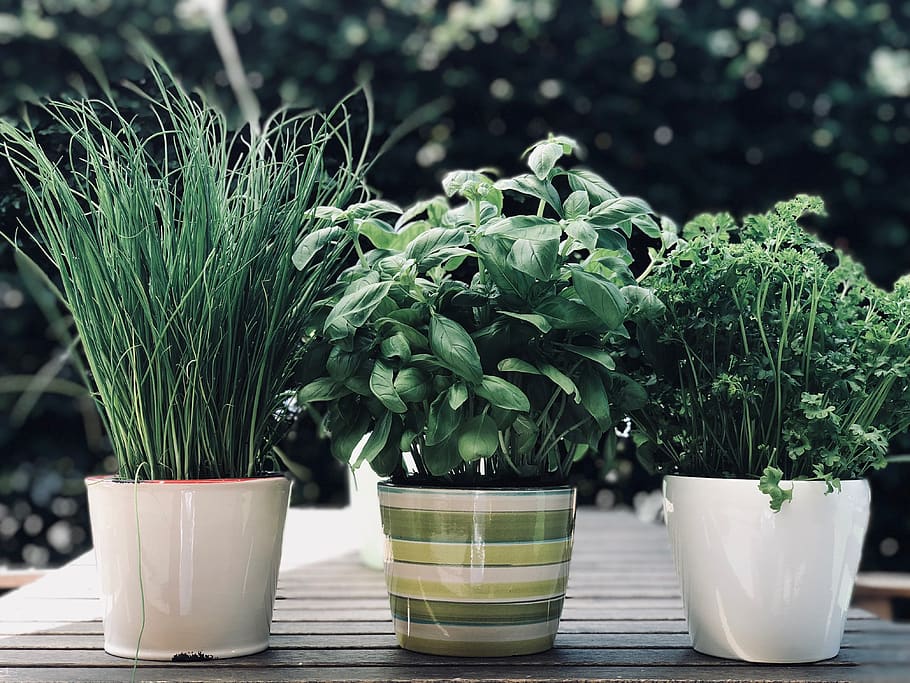 Growing Herbs in Small Spaces