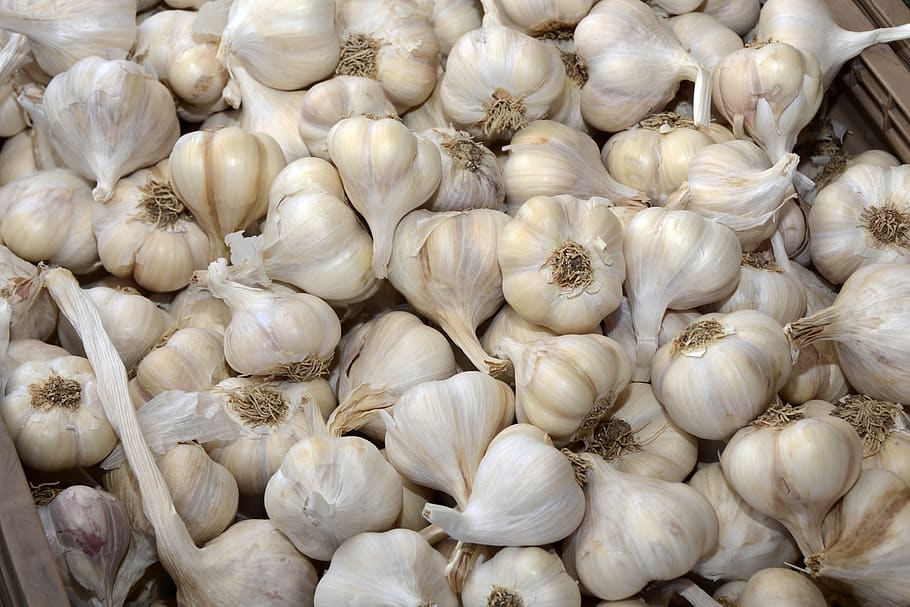 Harvesting, Curing and Storing Garlic