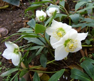 Helleborus niger