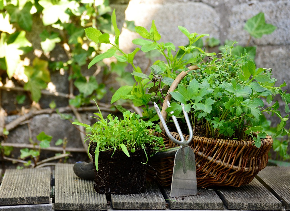 Herb Gardening