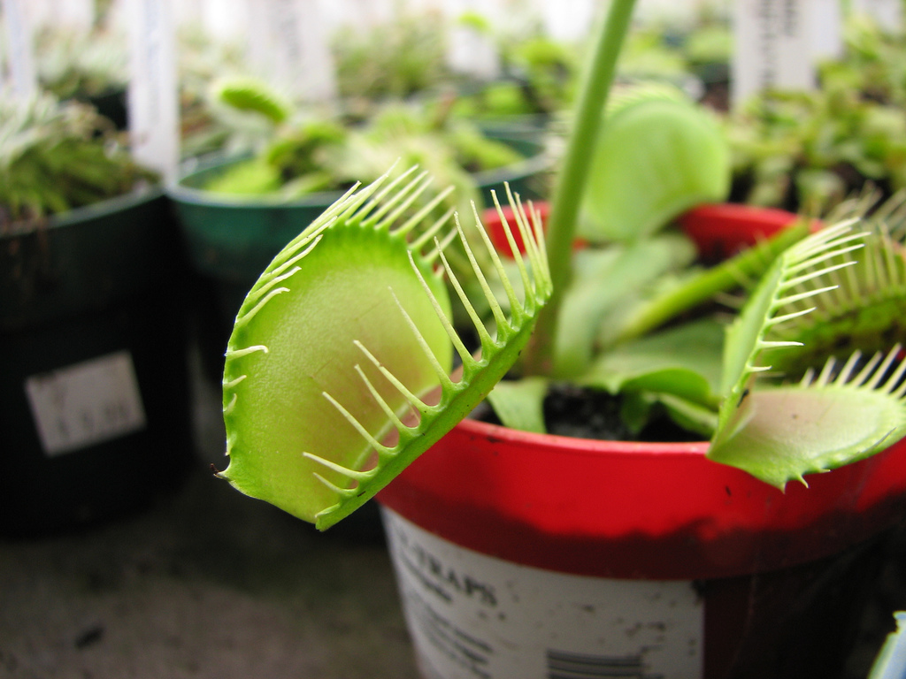 Hirts Venus Flytrap