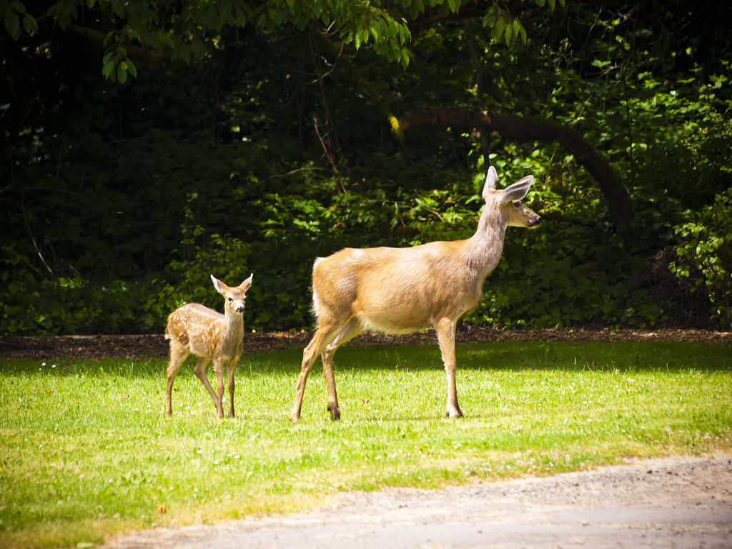 How to Get Deers Away from Your Garden