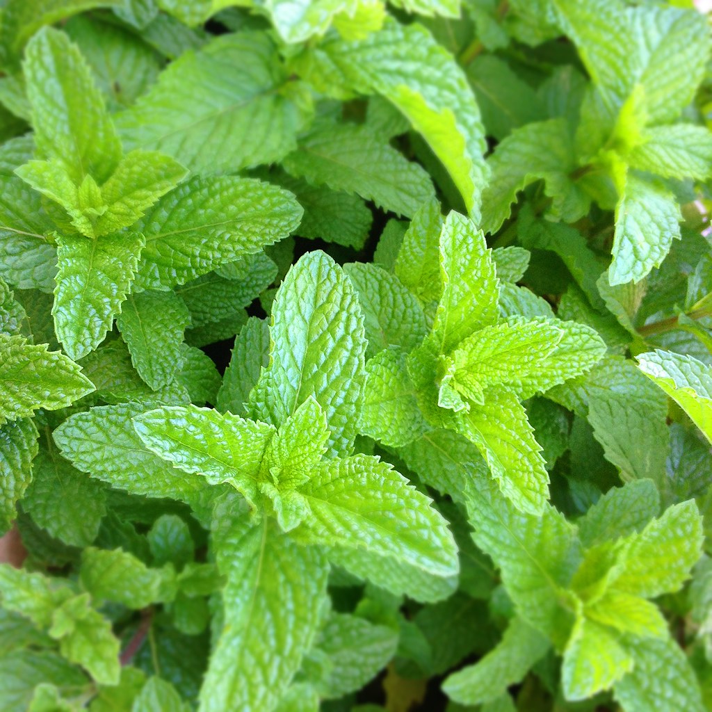 How to Grow Mint