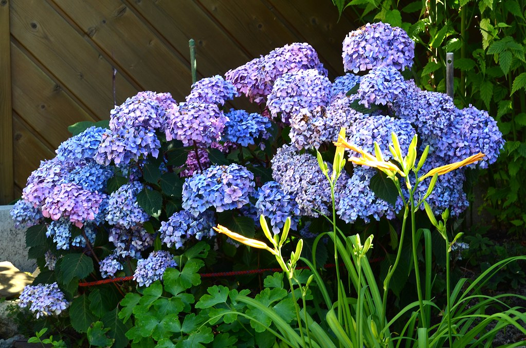 Hydrangea Flower