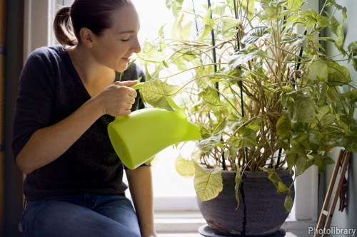 Indoor Gardening
