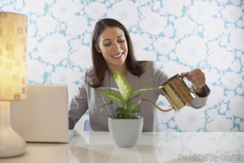 Indoor Gardening