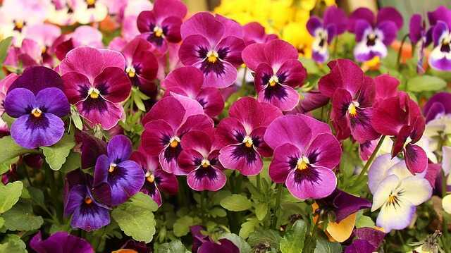 multi colored pansies