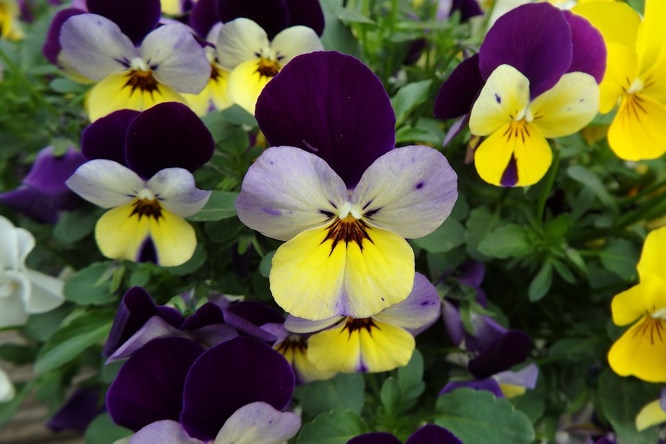 Pansies