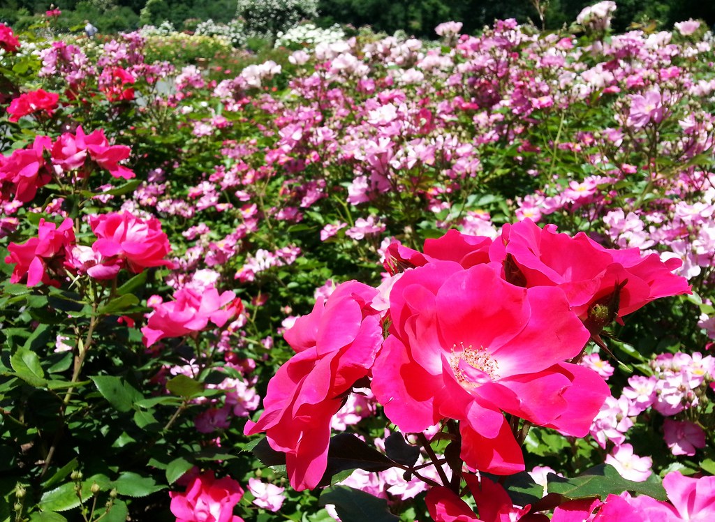 Peggy Rockefeller Rose Garden