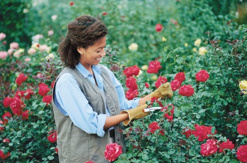 Preparing Rose in a Cold Weather