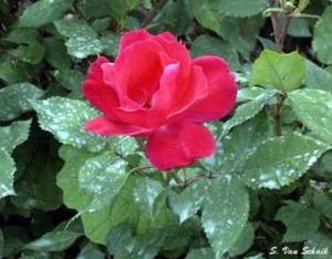 Rose Fertilizer