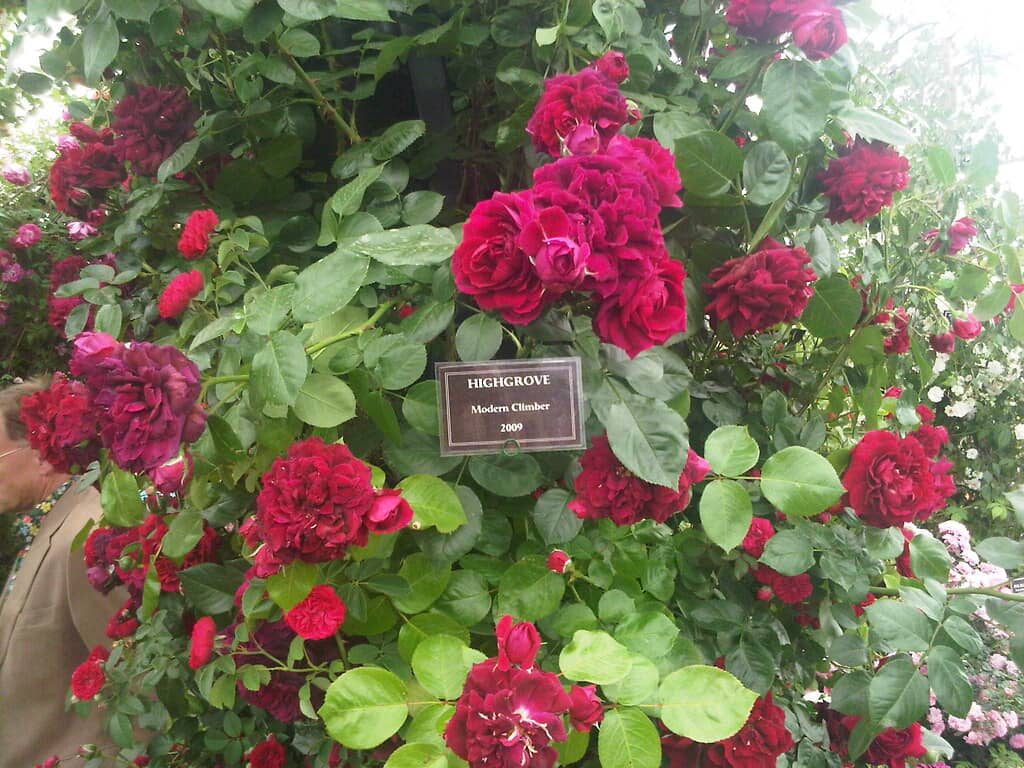 Roses at Highgrove