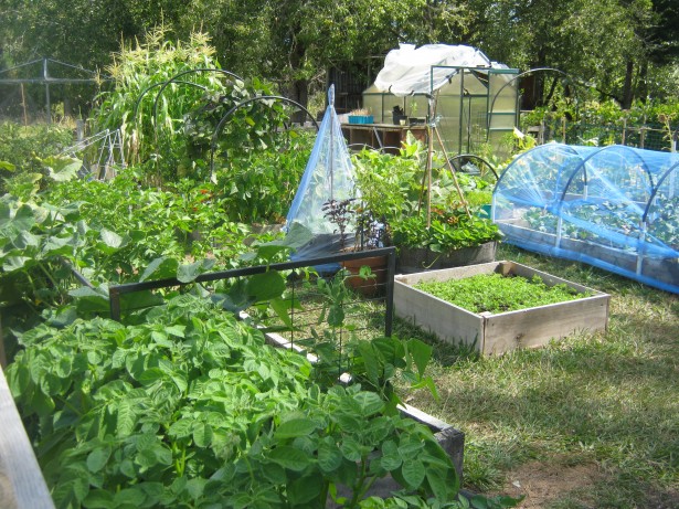 Start a Vegetable Garden
