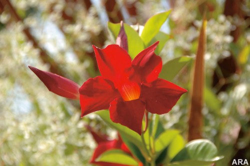 Sun Parasol Crimson Mandevilla