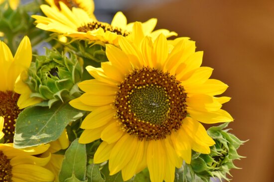 Sunflower