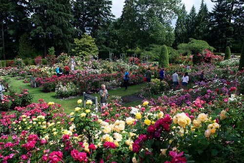 the rose garden in portland