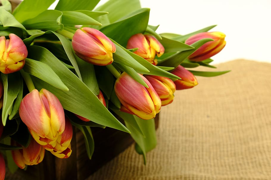 Tulip Flowers