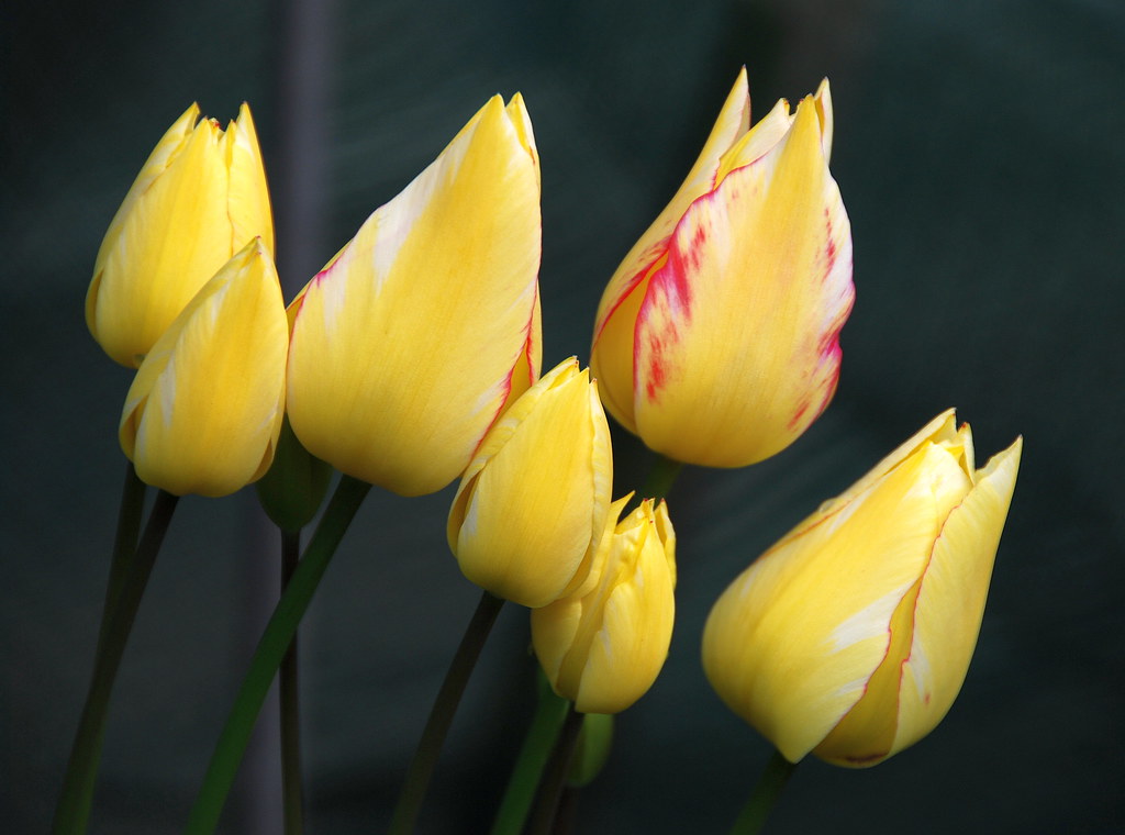 Tulips