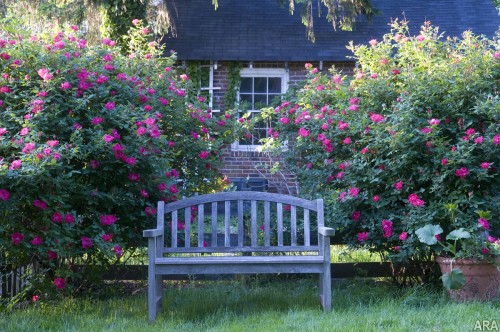 Use of Roses in Landscape