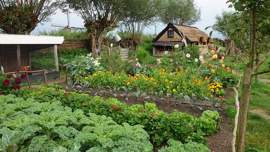 Vegetable Garden 