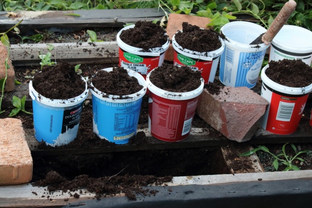 Water Garden In Container