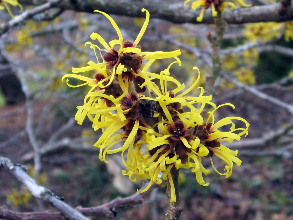 Witch Hazel