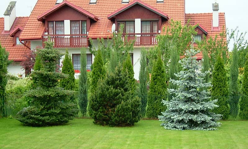 Conifers in a garden